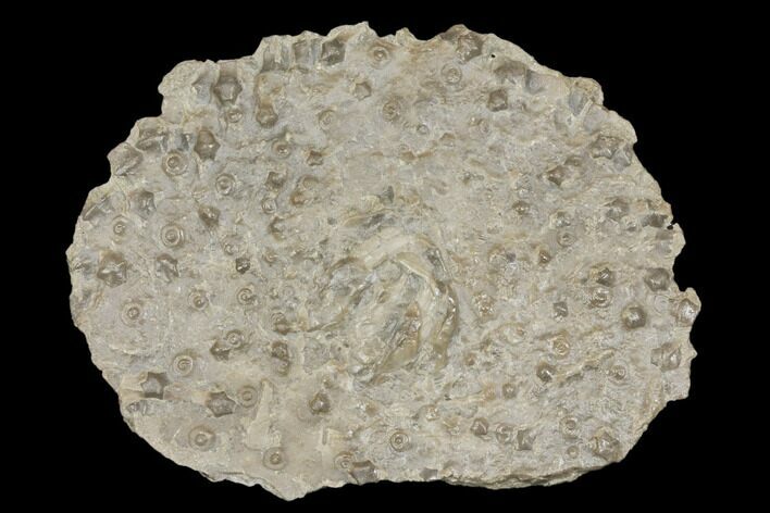 Partial Mississipian Echinoid (Archaeocidaris) - Missouri #145242